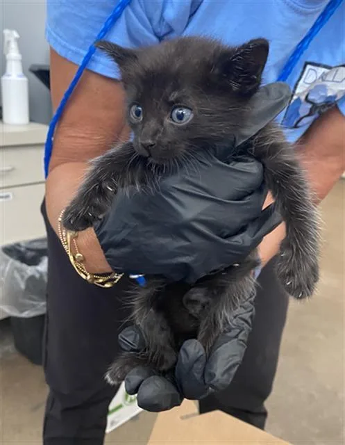 A baby medium-sized male Domestic Short Hair cat named Blaze for adoption in Dallas, TX