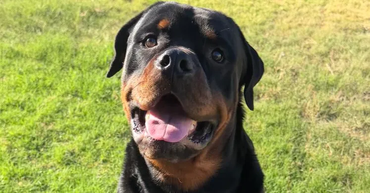 A young large-sized male Brown / Chocolate Rottweiler dog named Koda for adoption in Gilbert, AZ