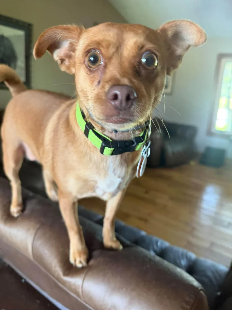 An adult medium-sized female Chihuahua dog named Tilly for adoption in Ashville, OH