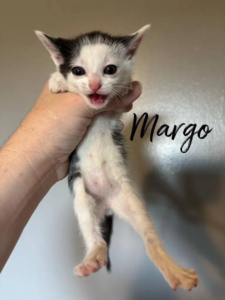 A baby small-sized female Domestic Short Hair cat named Margo for adoption in Rutherfordton, NC