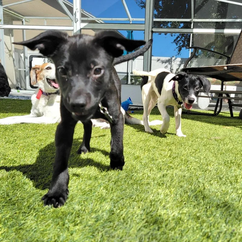 A baby medium-sized male Black Labrador Retriever dog named Tennessee for adoption in Seminole, FL