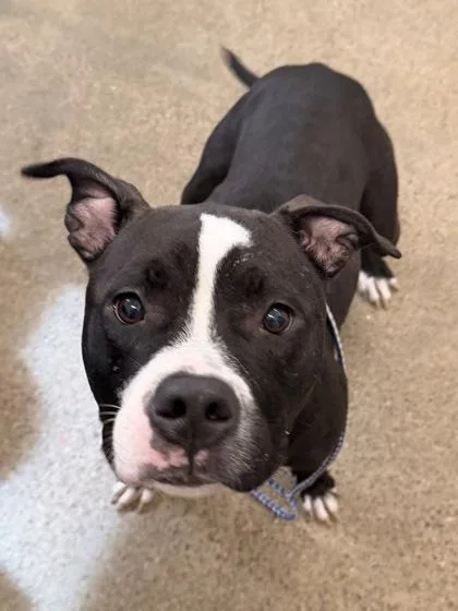 A young medium-sized female Black Pit Bull Terrier dog named Liberty for adoption in Cleveland, OH