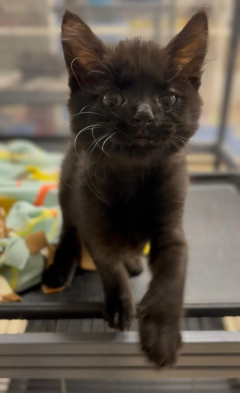 A baby medium-sized female Black Domestic Short Hair cat named Crab Rangoon for adoption in Seville, OH