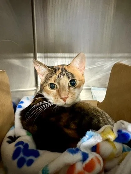 An adult medium-sized female Calico Domestic Short Hair cat named Danny for adoption in Lafayette, IN