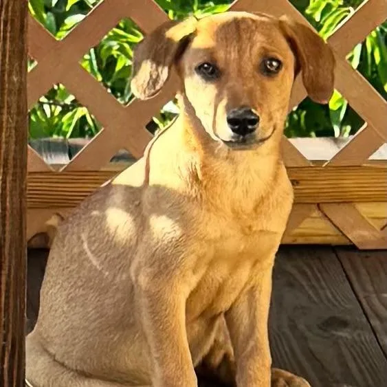 A baby medium-sized male Brown / Chocolate Mixed Breed dog named Mar for adoption in Fredericksburg, VA