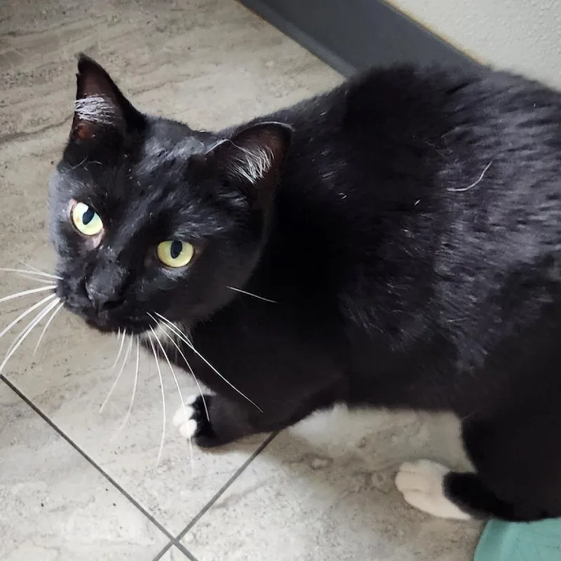 An adult small-sized male Black Domestic Short Hair cat named Momo for adoption in Brighton, MO