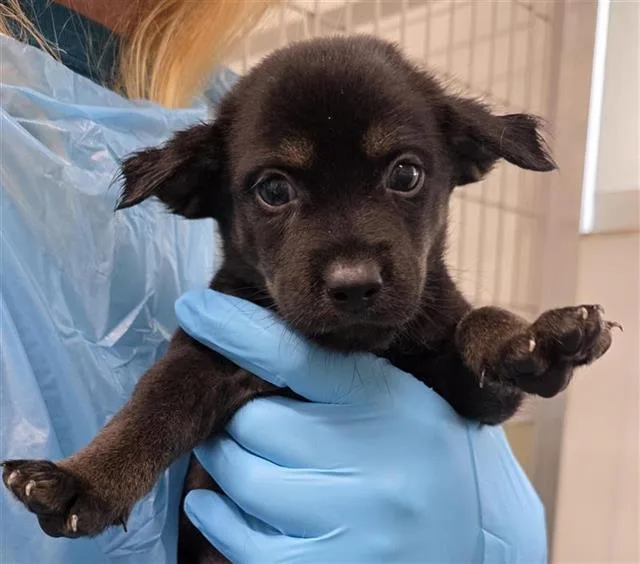 A baby medium-sized male Husky dog named Mortadella for adoption in San Antonio, TX