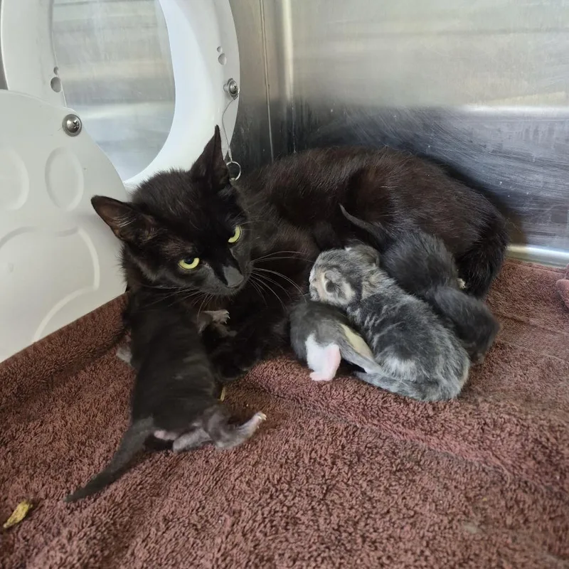 A baby small-sized male Black Domestic Short Hair cat named Mk One for adoption in Natick, MA
