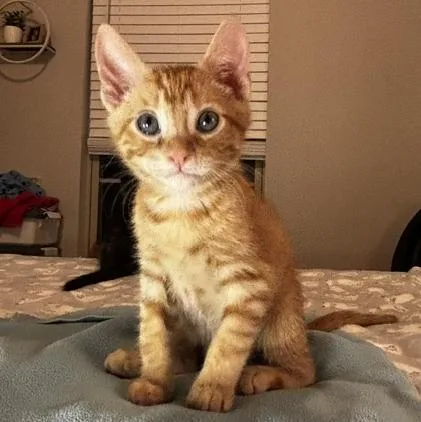 A baby medium-sized male Tabby (Orange / Red) Domestic Short Hair cat named Gumbo for adoption in Lafayette, LA