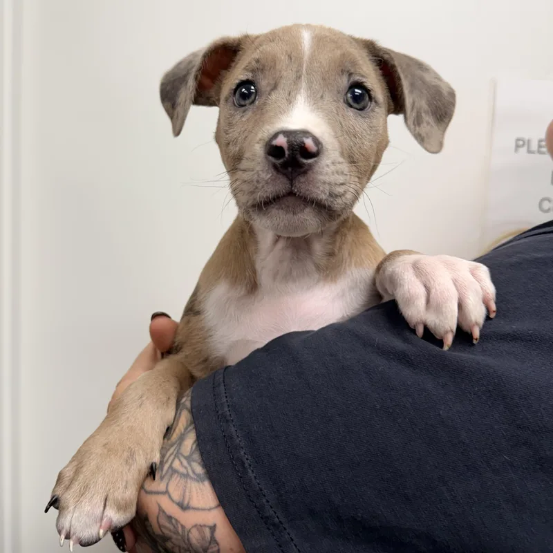 A baby medium-sized female Mixed Breed dog named Nilla for adoption in Henderson, NV