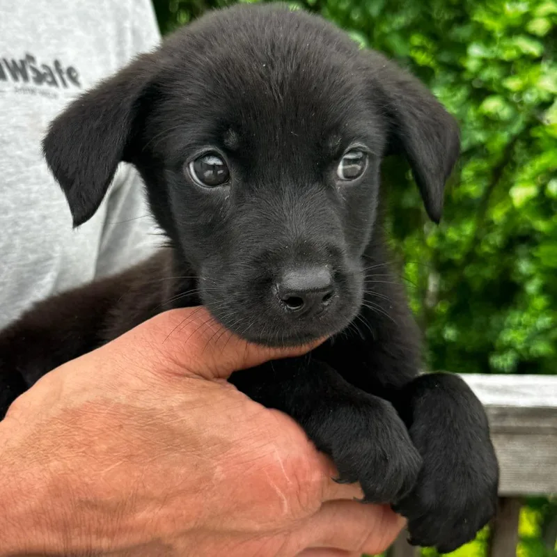 A baby medium-sized male Black Labrador Retriever dog named Ny Ringo Avail Jun for adoption in Stormville, NY
