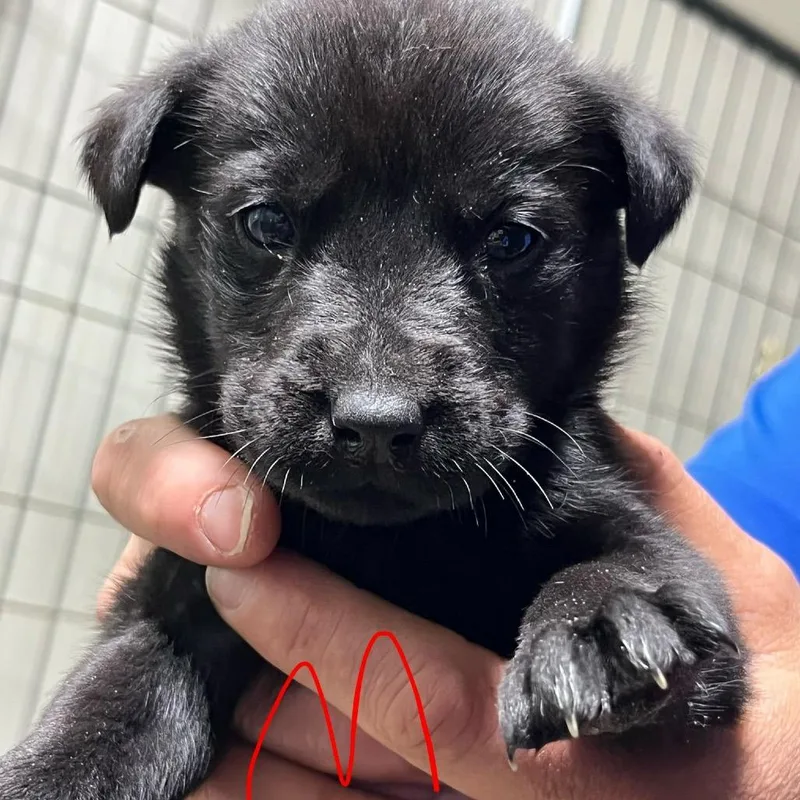 Ny Ringo Avail Jun thumbnail 2