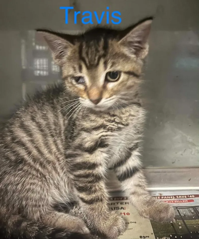 A baby small-sized male Domestic Short Hair cat named Travis for adoption in Princeton, IN