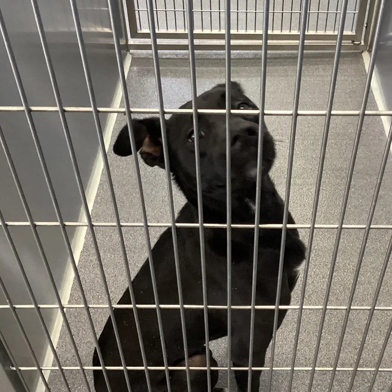 An adult medium-sized female Black Retriever dog named Myla for adoption in Montgomery, AL