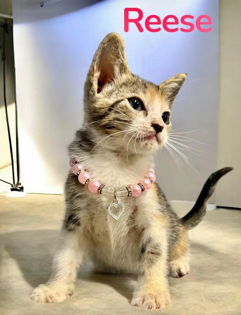 A baby medium-sized female Domestic Short Hair cat named Reese for adoption in Houston, TX