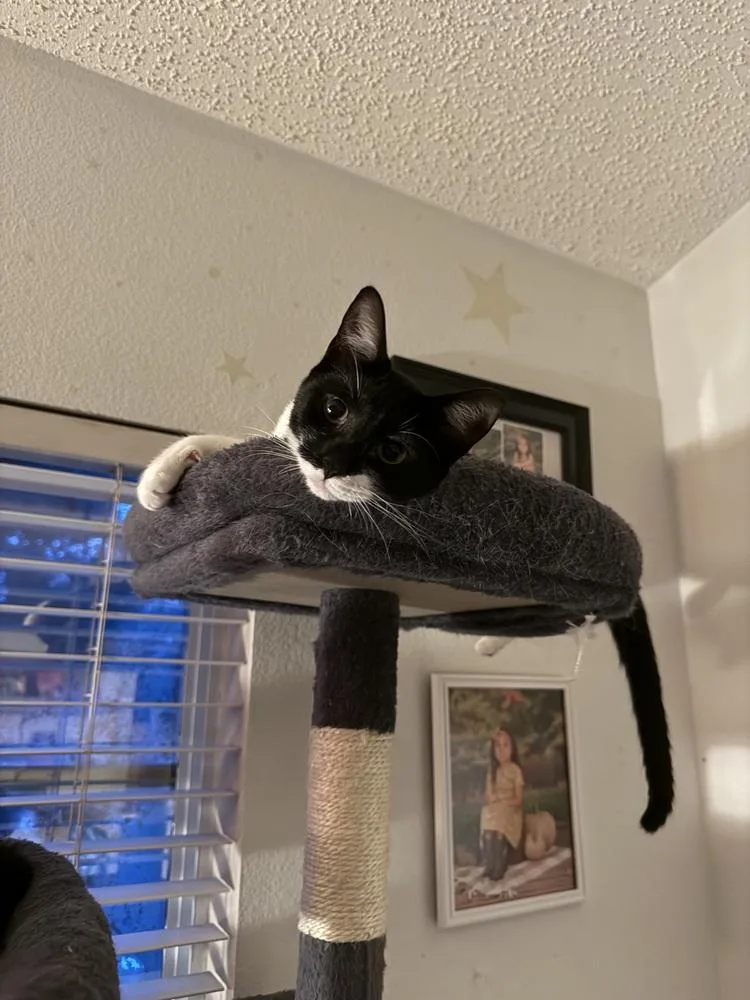 A baby small-sized female Black & White / Tuxedo Domestic Short Hair cat named Pearl for adoption in Deltona, FL