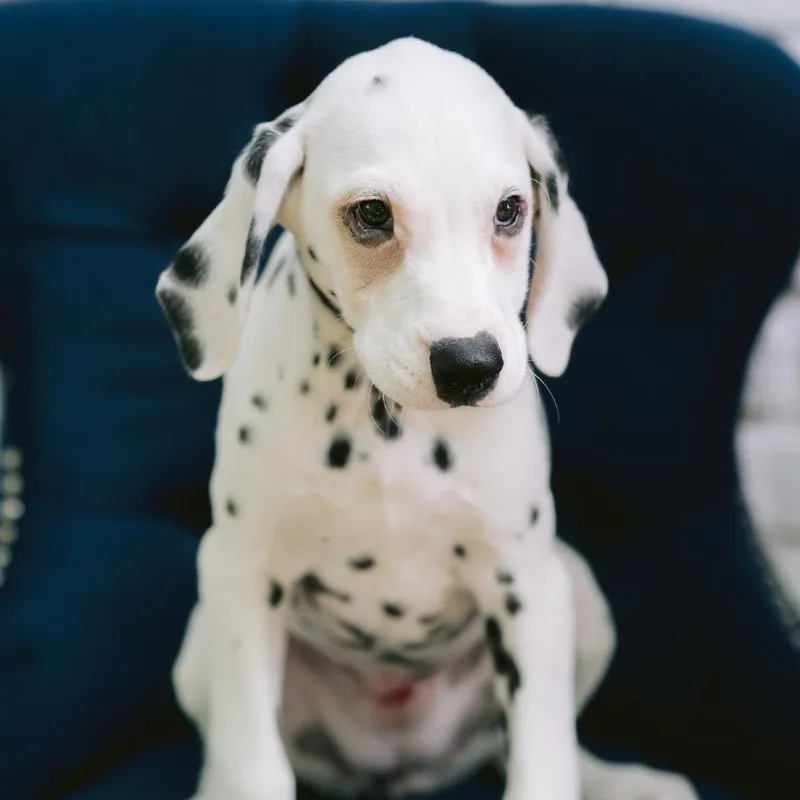 A baby medium-sized female Dalmatian dog named Luisa for adoption in Zionsville, IN