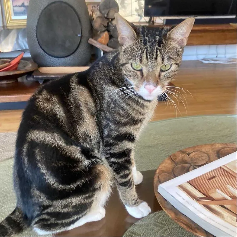 Mr. Socks thumbnail 2