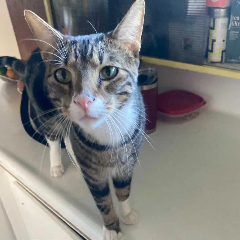 Mr. Socks thumbnail 3