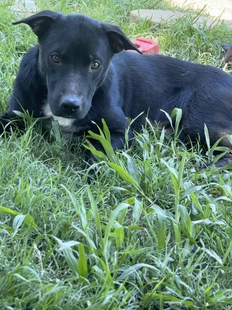 Nala