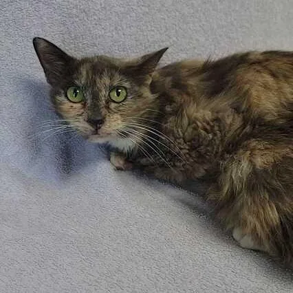A young medium-sized female Dilute Tortoiseshell Domestic Medium Hair cat named Selma for adoption in Valdosta, GA