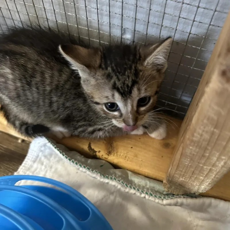A baby small-sized male Brown / Chocolate Domestic Short Hair cat named Lane for adoption in Wappingers Falls, NY
