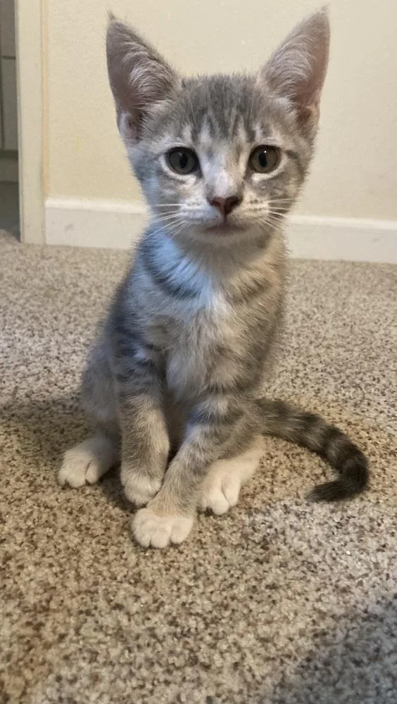 A baby medium-sized female Blue Point Domestic Short Hair cat named Macy for adoption in Oceanside, CA
