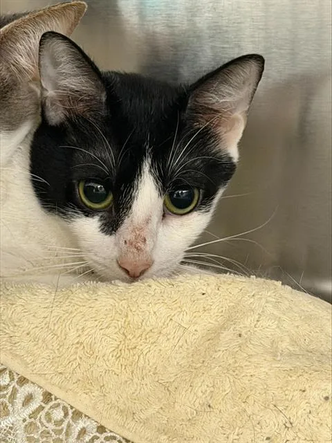 A young medium-sized female Domestic Short Hair cat named Mousie for adoption in Fort Lauderdale, FL