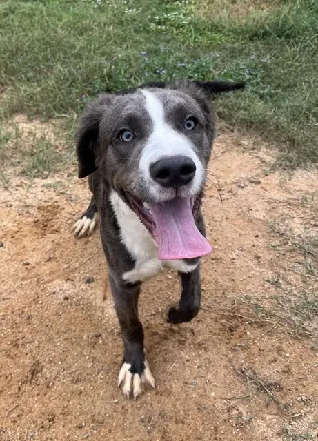 A young medium-sized male Mixed Breed dog named Elias for adoption in Augusta, GA