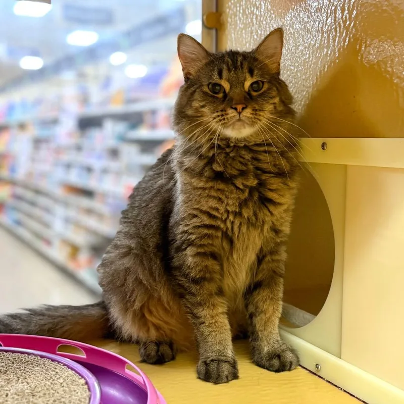 An adult small-sized female Orange / Red Domestic Long Hair cat named Trixie for adoption in Rochester, MN