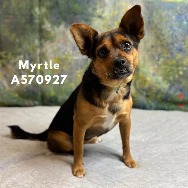 Myrtle