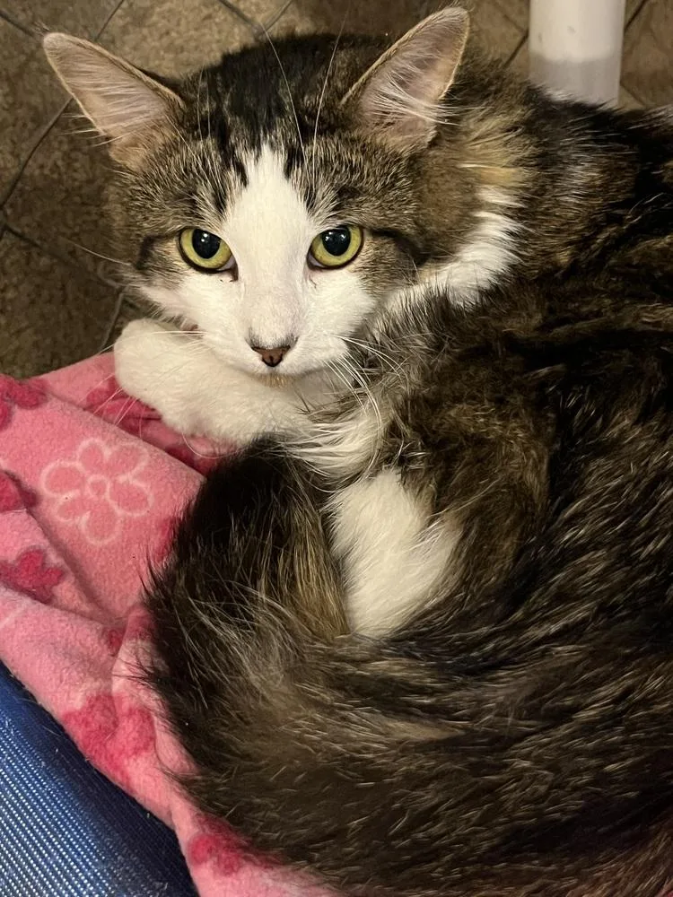 An adult large-sized male Domestic Long Hair cat named Mickey for adoption in Bolton, CT