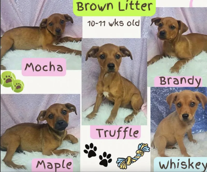 A baby medium-sized female Black Hound dog named Mocha for adoption in Cedarburg, WI