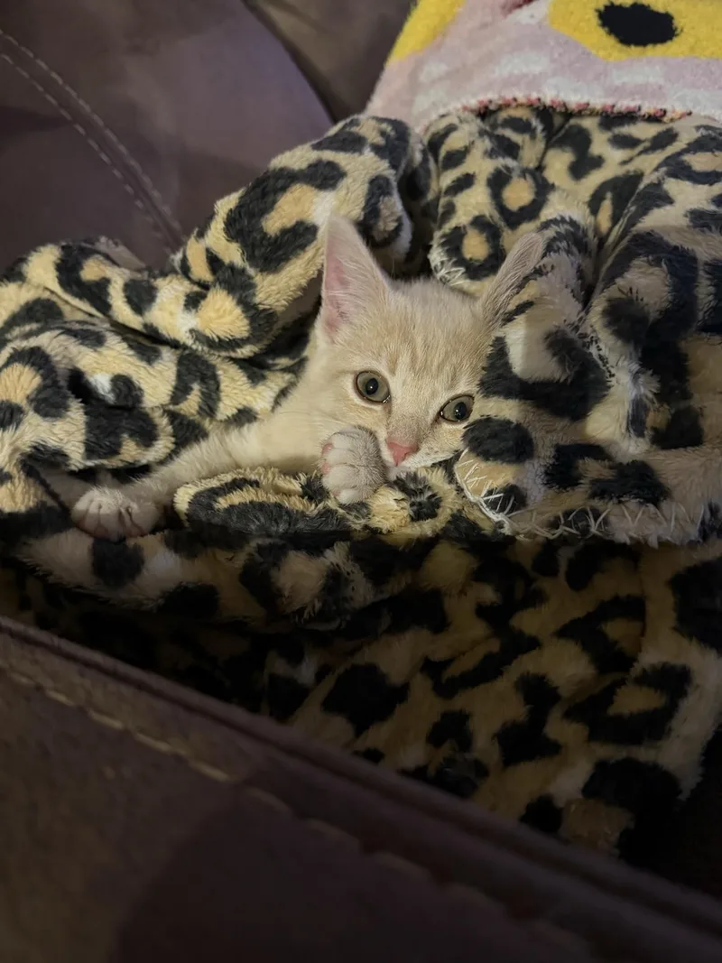 A baby medium-sized female Buff / Tan / Fawn Domestic Short Hair cat named Sasha for adoption in Indianapolis, IN