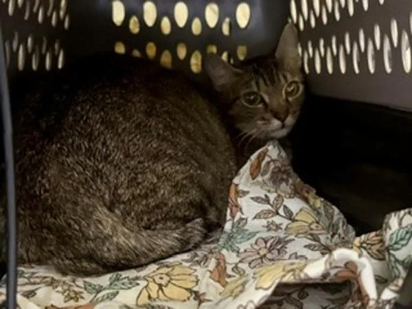 An adult medium-sized female Domestic Short Hair cat named Misty for adoption in Dallas, GA