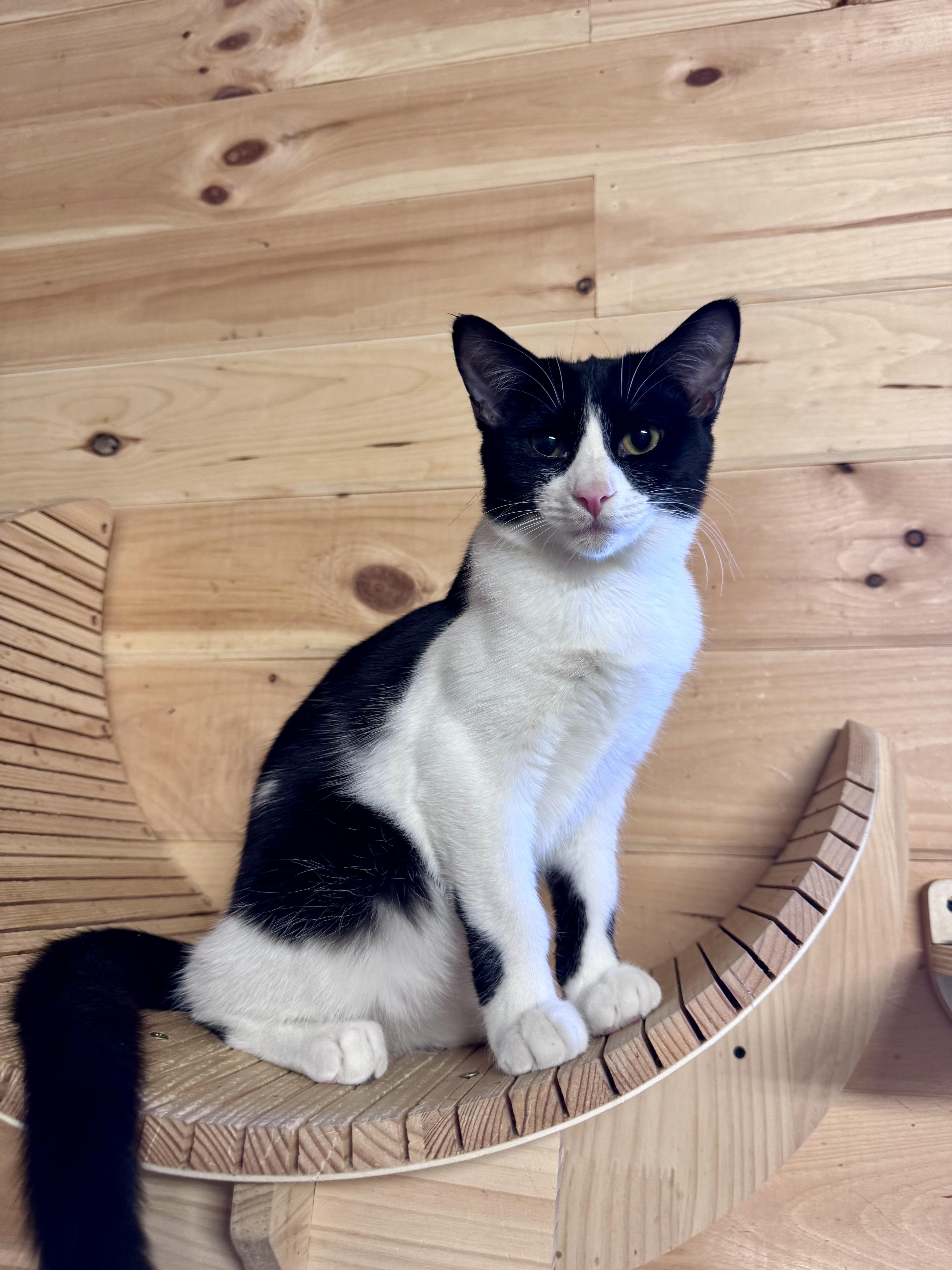 A young small-sized male Black & White / Tuxedo Domestic Medium Hair cat named Handsome Buddy for adoption in Saint Augustine, FL