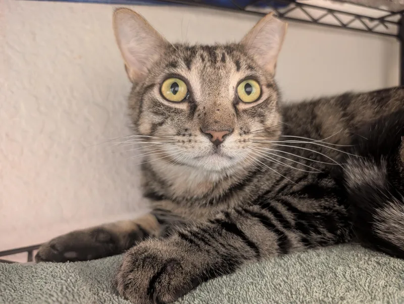 A young large-sized male Tabby (Brown / Chocolate) Domestic Short Hair cat named Basil for adoption in Palm Harbor, FL