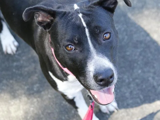 Dahlia