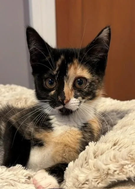 A baby medium-sized female Calico Domestic Short Hair cat named Gypsy for adoption in Little Falls, NJ