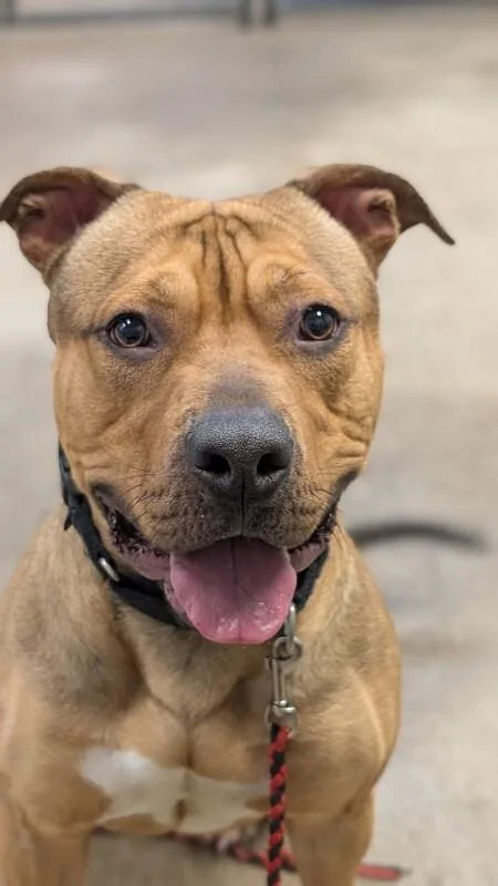 An adult large-sized male Brown / Chocolate Mixed Breed dog named Edward Cullen for adoption in Cincinnati, OH