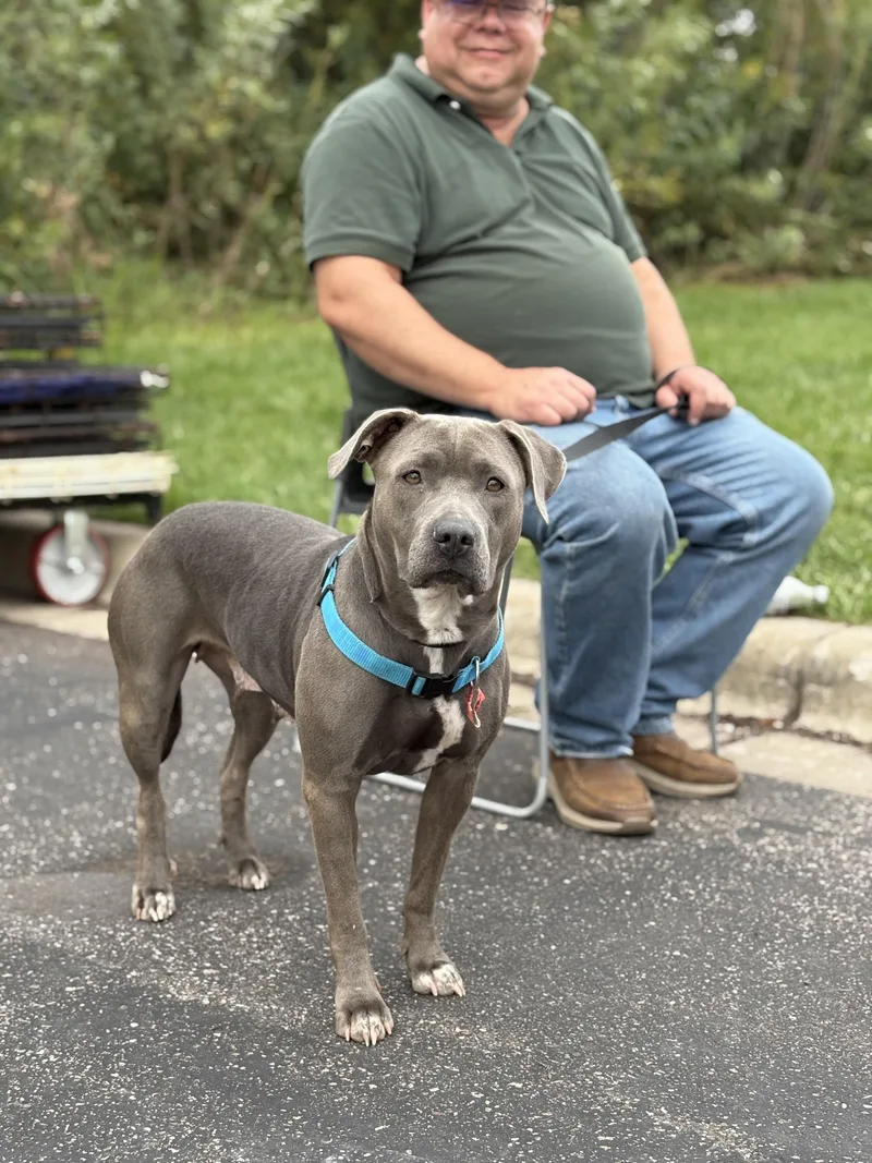 An adult medium-sized female Pit Bull Terrier dog named Honey for adoption in Zimmerman, MN
