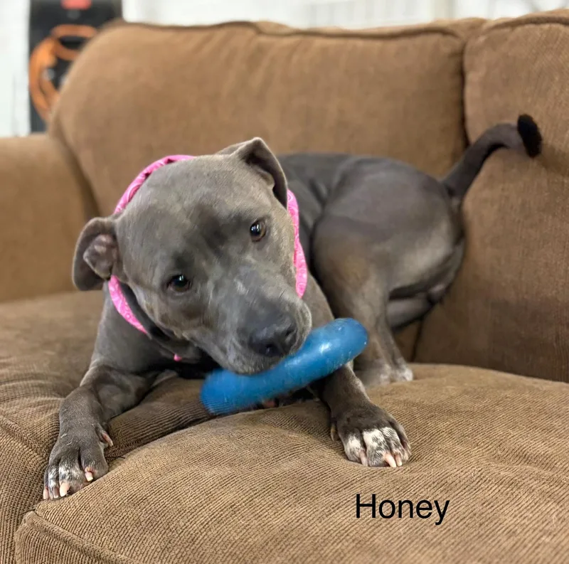 Honey thumbnail 3