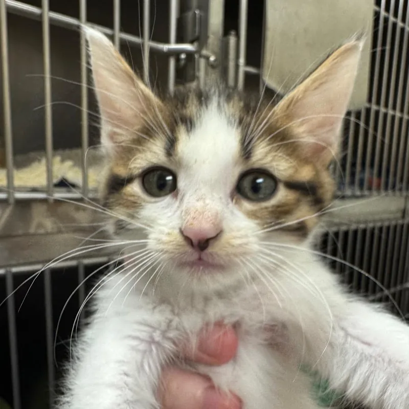 A baby small-sized female Brown / Chocolate Domestic Short Hair cat named Class Pet for adoption in Pekin, IL