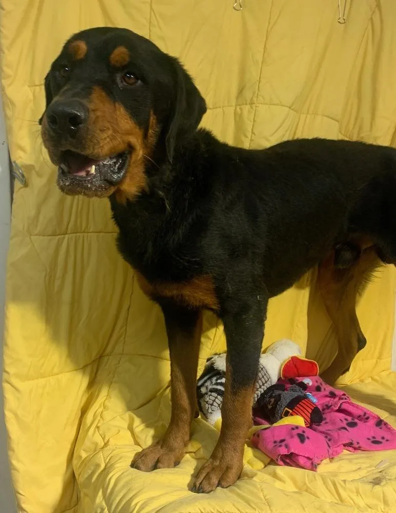 An adult large-sized male Brown / Chocolate Rottweiler dog named Dozer for adoption in Opelousas, LA