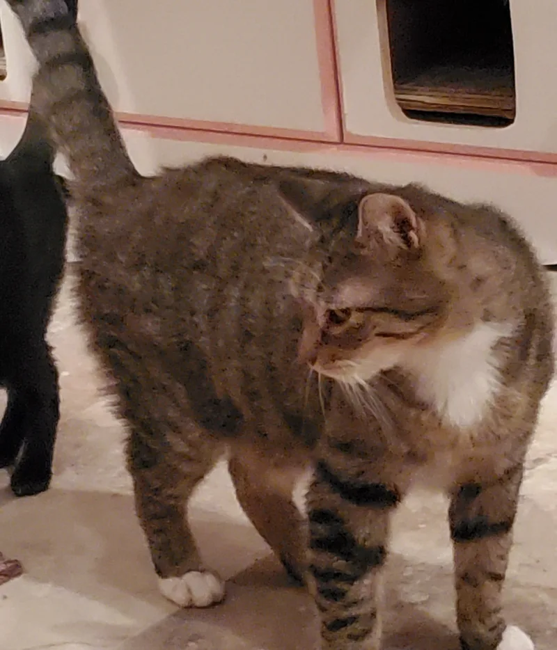 Brad Pitt thumbnail 2