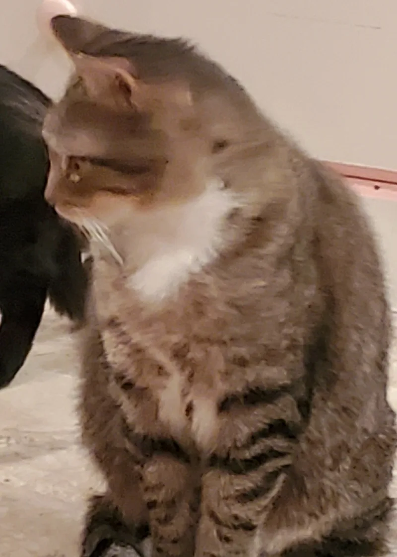 Brad Pitt thumbnail 4