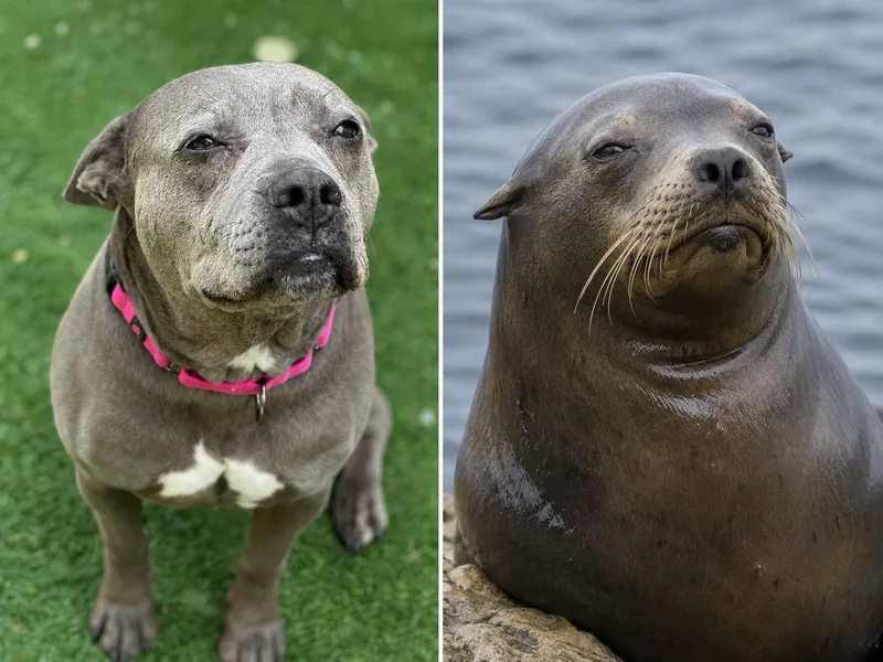 An adult medium-sized female Gray / Blue / Silver Pit Bull Terrier dog named Trixie for adoption in SACRAMENTO, CA