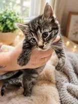 A young medium-sized male Tabby (Gray / Blue / Silver) Domestic Short Hair cat named Nyx for adoption in Portsmouth, OH