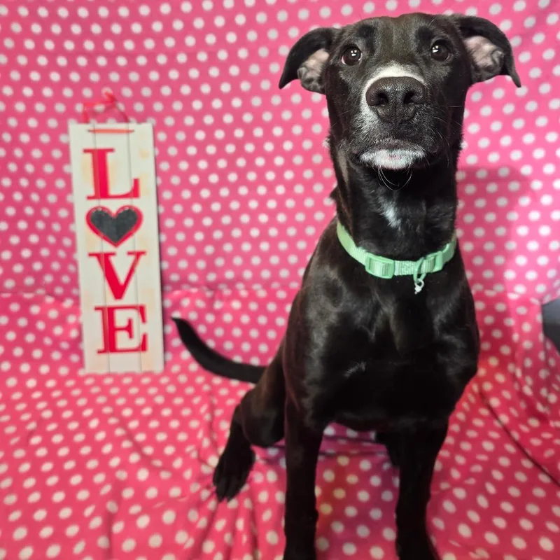 An adult medium-sized female Black Mixed Breed dog named Honey Bunny for adoption in Aldie, VA