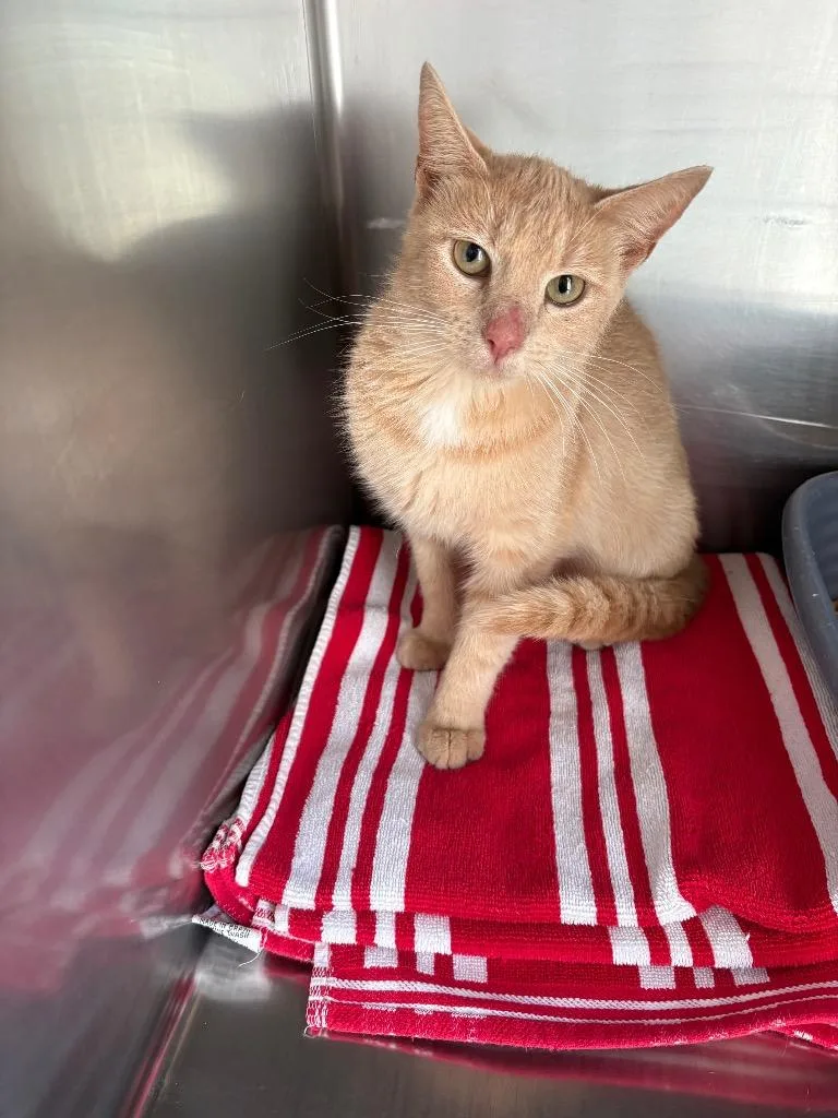 A young medium-sized female Domestic Short Hair cat named Alley for adoption in Mocksville, NC